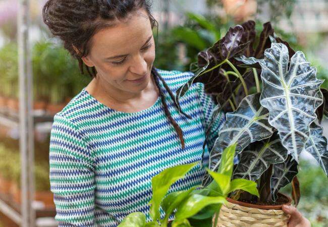 Loja de plantas: como transformar seu hobby verde em renda extra com pouco investimento